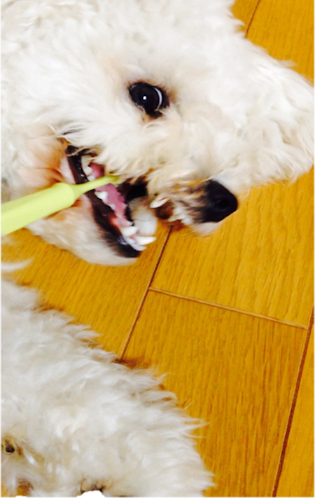 「犬の8割は歯周病になる！」春太ブログ